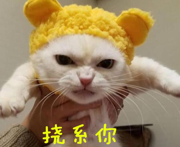 小猫咪睡的正香忽然被主人吵醒猫咪放开我挠你个大花脸