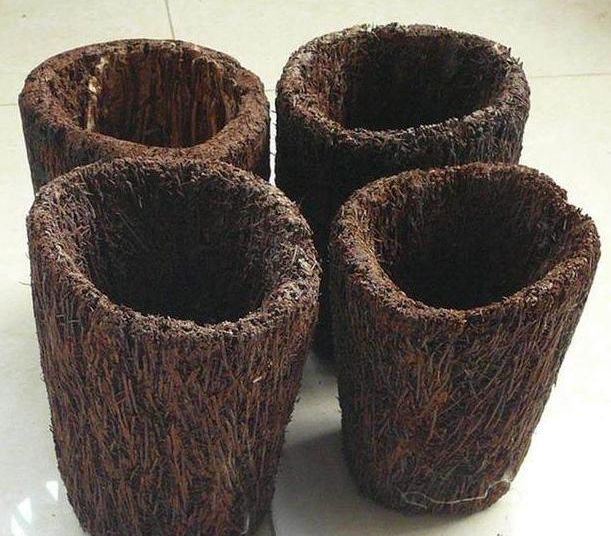 花盆|兰花|蛇木_新浪新闻