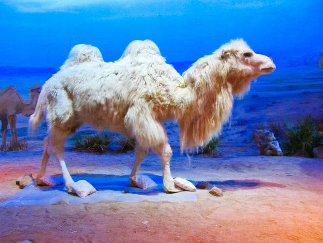 6种极为珍稀的动物,第3种存在中国,世上剩四只|中美|斑鳖|双峰骆驼