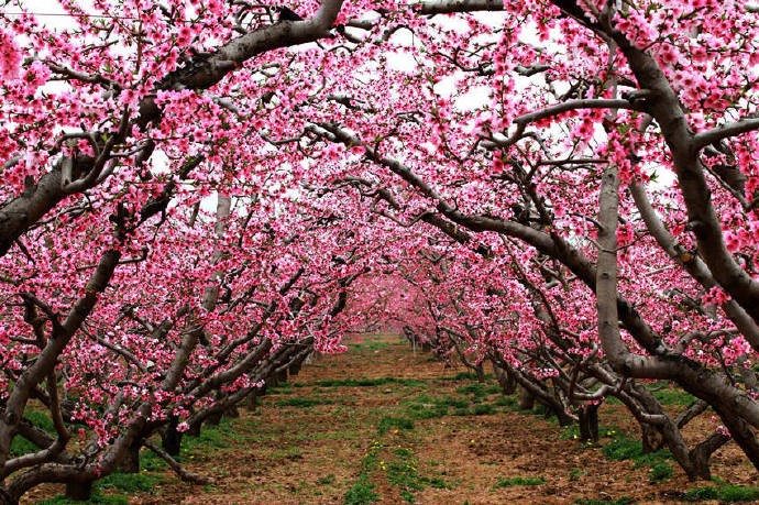 桃花树长什么样子图片图片