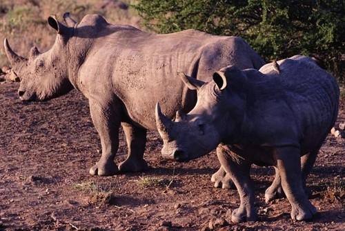 在自然界中,能够单杀老虎的物种有哪些?网友说有这五个
