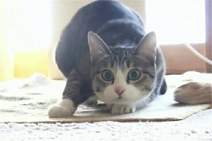 没见过这么得瑟的猫, 发现有人拍它后, 冲镜头骚气扭屁股
