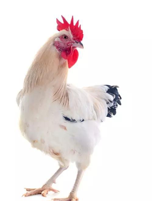 关于肯德基那些你不知道的秘密!看完以后震惊了