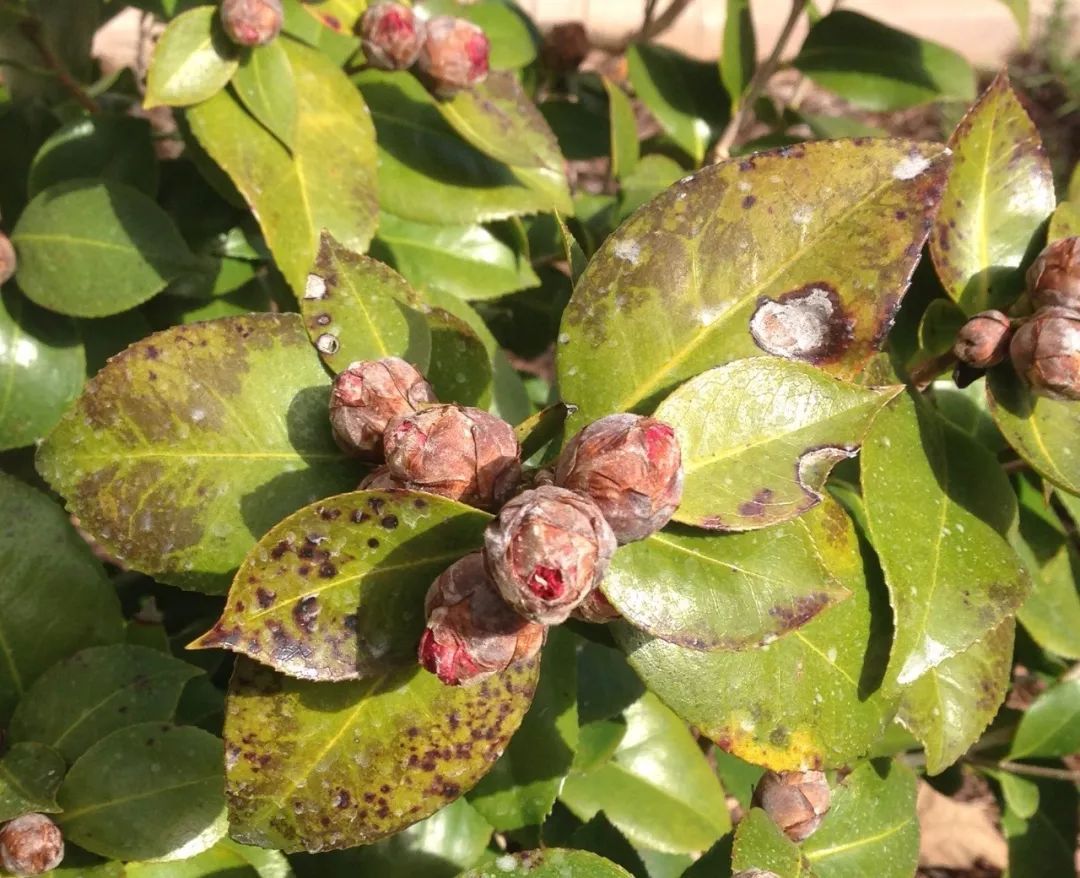 茶花放时间长叶子有点枯能栽活吗(茶花放时间长叶子
