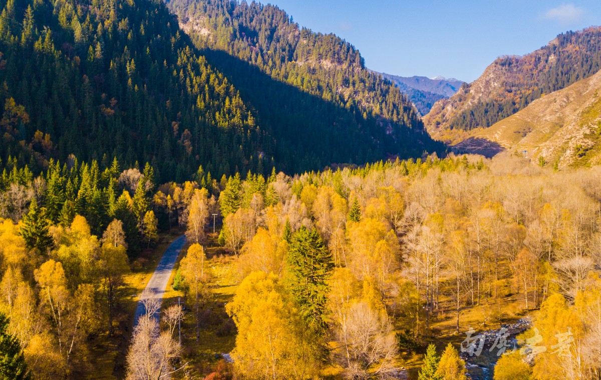 青海湖边尚未开发的森林秘境