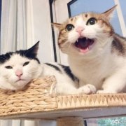 你的宠物上天啦