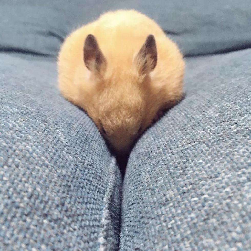 仓鼠到底能变成多少种形态?这是个难解的问题