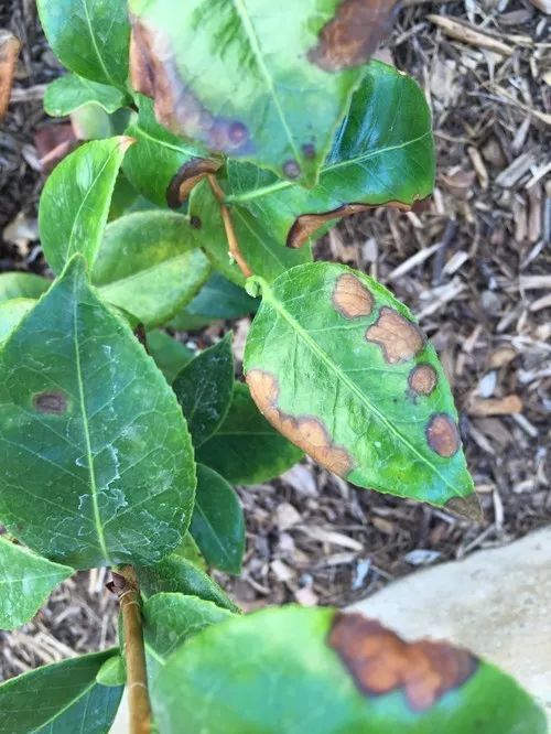 山茶花的叶子出现卷曲,叶子边缘干枯的状况,用这些方法都能解决