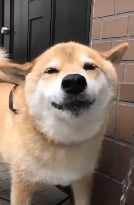 正喝水的柴犬看见宠主后开心的笑了起来幸福的样子让人羡慕