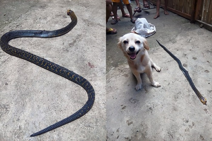 小狗打败眼镜蛇对着主人镜头露出笑容 却成最后遗照