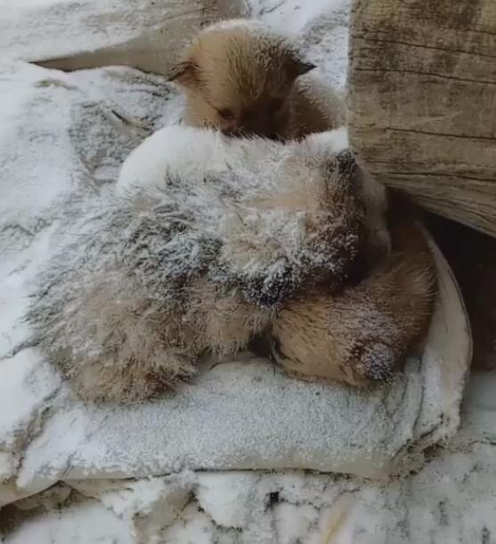 小狗们被冻得发抖,到处飘雪,没人给他们一个家!
