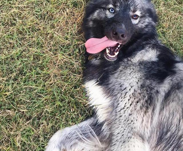 美国网友养了一只黑脸哈士奇,据说这只哈士奇跟狼血统很近