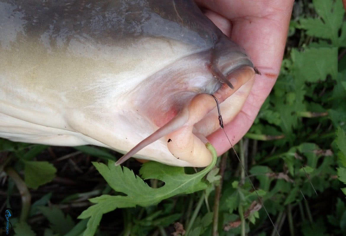 鲤拐子就像是水中的猪猪,嘴巴相当妖娆也很好吃