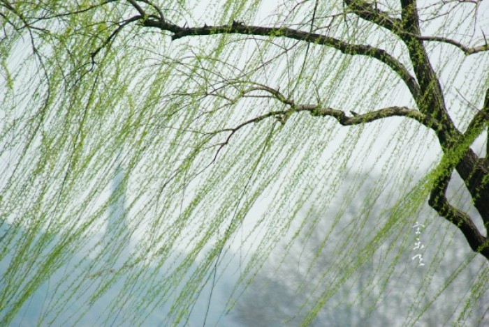 多少收对西湖还是有些了解的,三月最美的还是莫过于西湖两岸成荫柳树