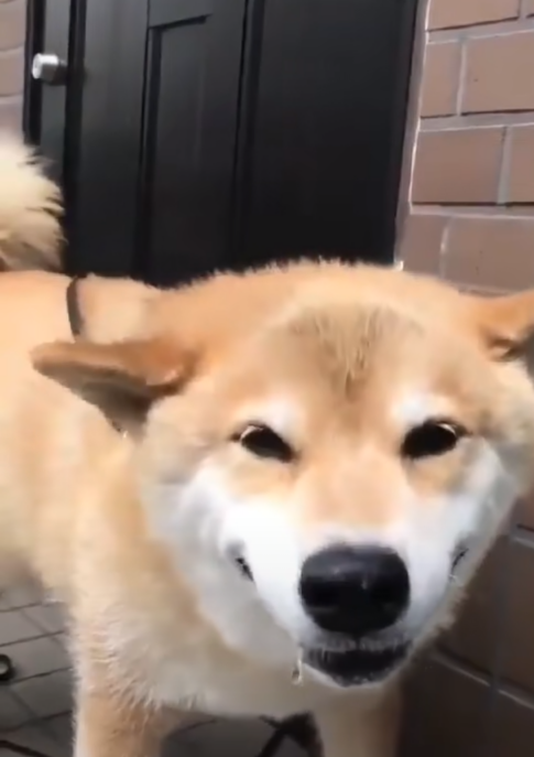 正喝水的柴犬看见宠主后开心的笑了起来幸福的样子让人羡慕