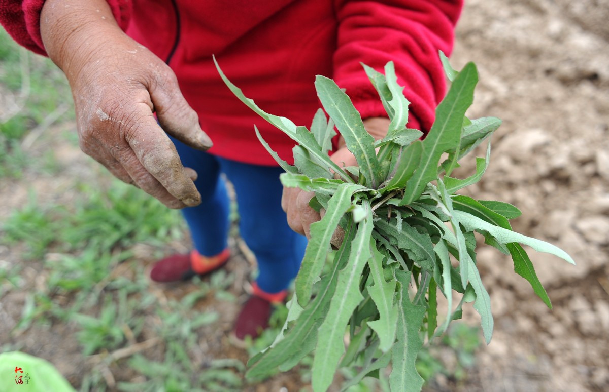 农村这种草随处可见,虽名字有点苦,但有人进村收3元一斤|苦菜|苦苣