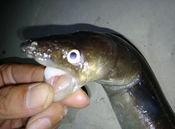 海边夜钓海鳗,此鱼牙齿非常尖利,在摘钩时要特别小心