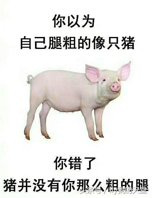 你以为自己腿粗的像只猪