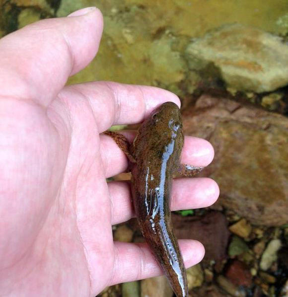 此鱼因憨而得名土憨巴但是肉却挺好吃