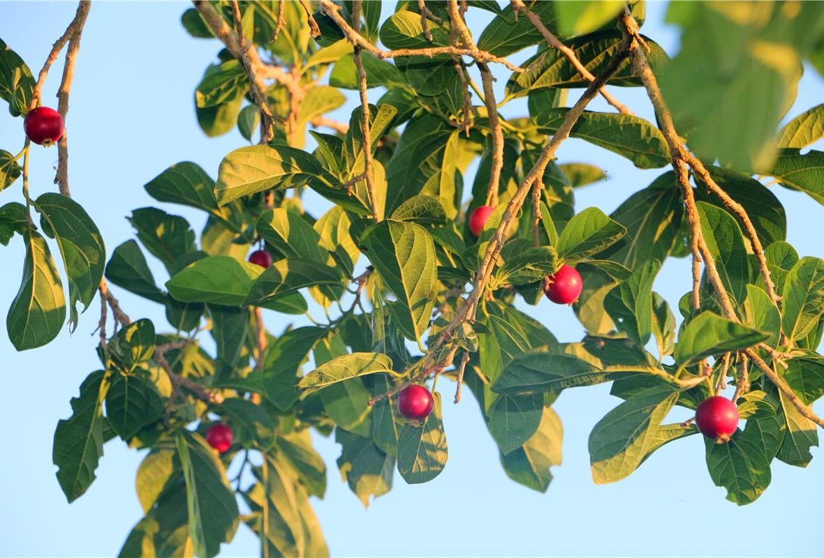 很酸涩,因此很少会有人食用,紫叶矮樱常被作为观赏性树木种植在路边