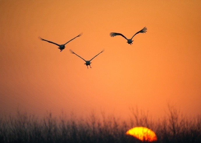 九霄鸿鹄有哪些小说 燃情仕途为什么没结局