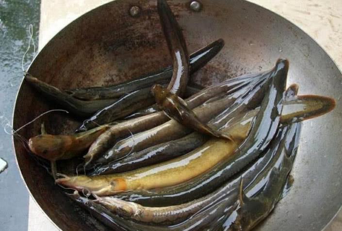 山里钓鱼连鱼竿都不用,这种鱼一条接一条往上来,卖40一斤贵吗