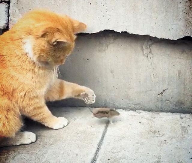 老鼠被吓傻,非常经典的文章,不看后悔|橘猫|猫咪|小老鼠_新浪新闻
