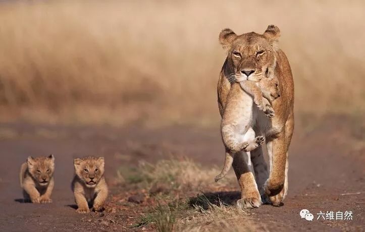 小狮子只要被母狮咬住颈部,就安份起来任由母狮带着活动