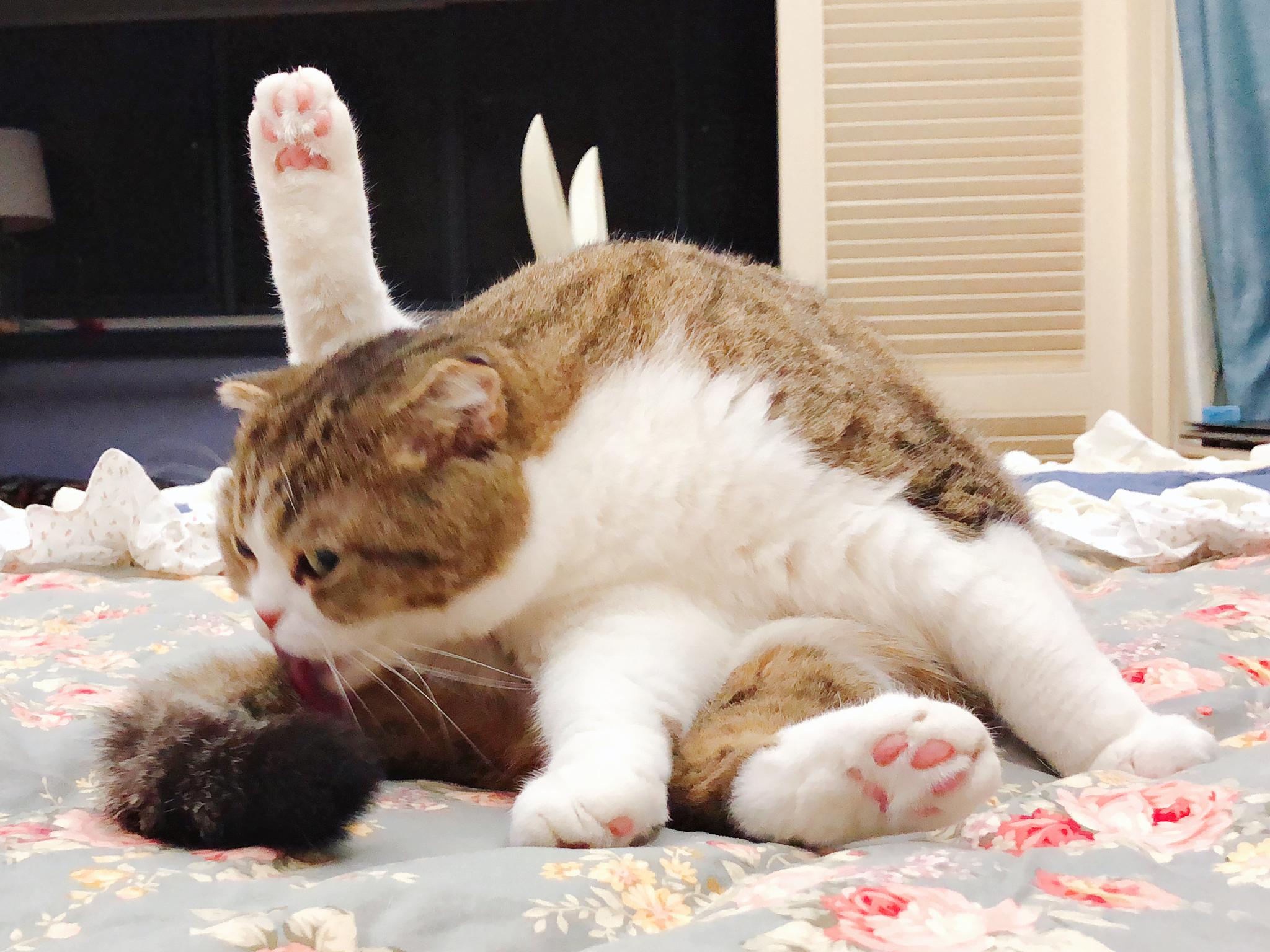 胖妞:看什么看!没见过猫咪劈叉吗