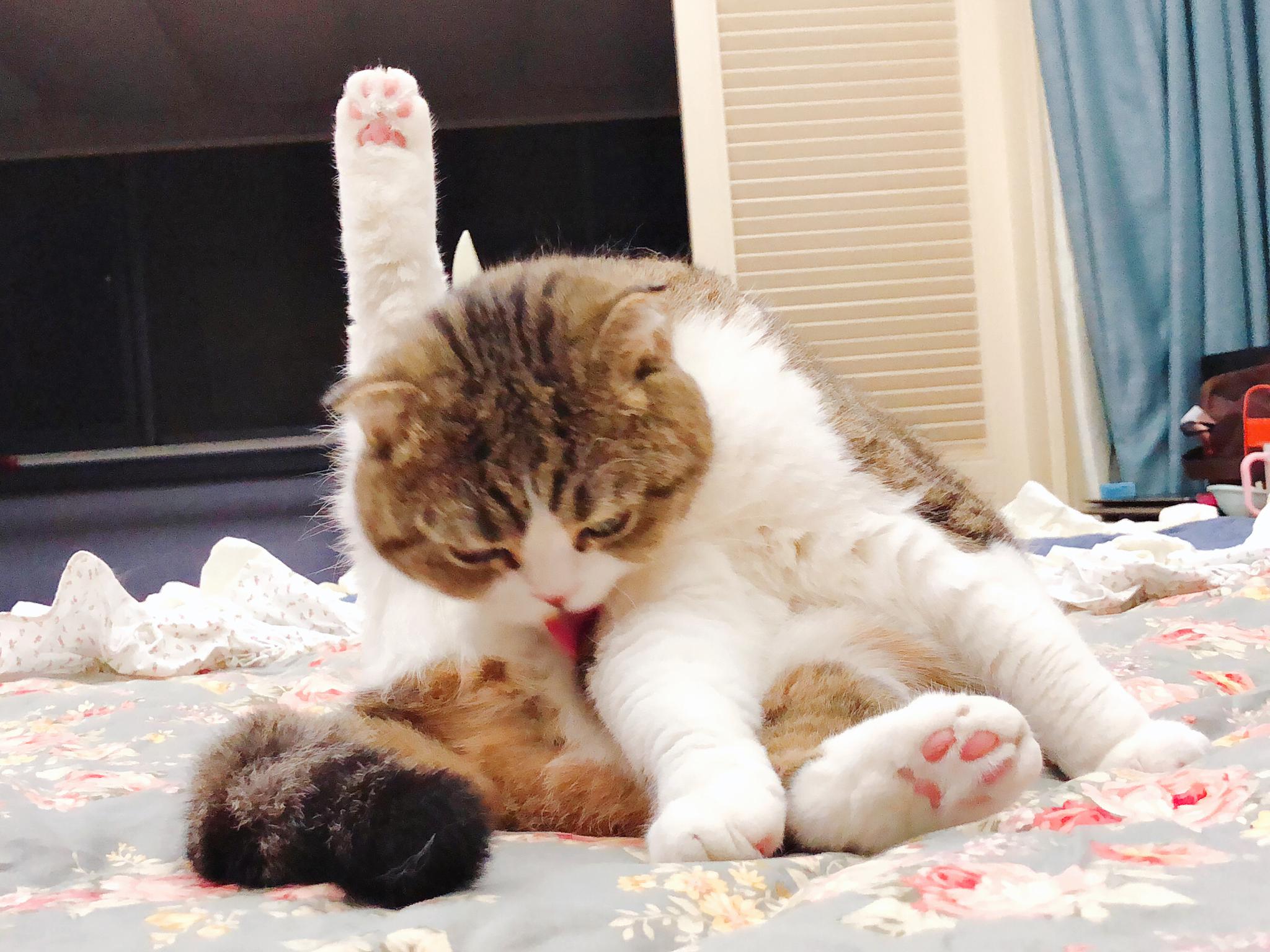 胖妞:看什么看!没见过猫咪劈叉吗