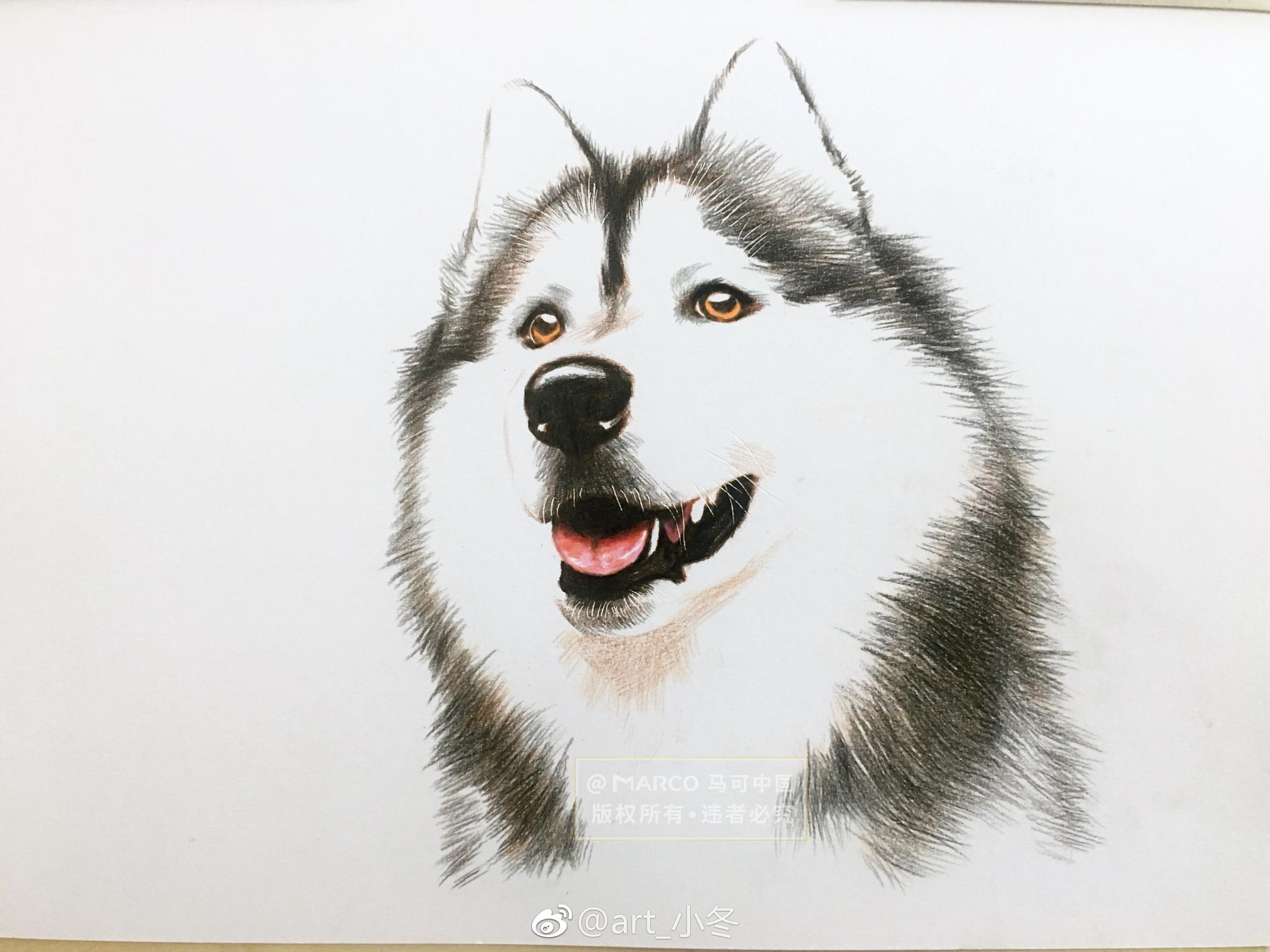 彩铅二哈步骤图来了投稿