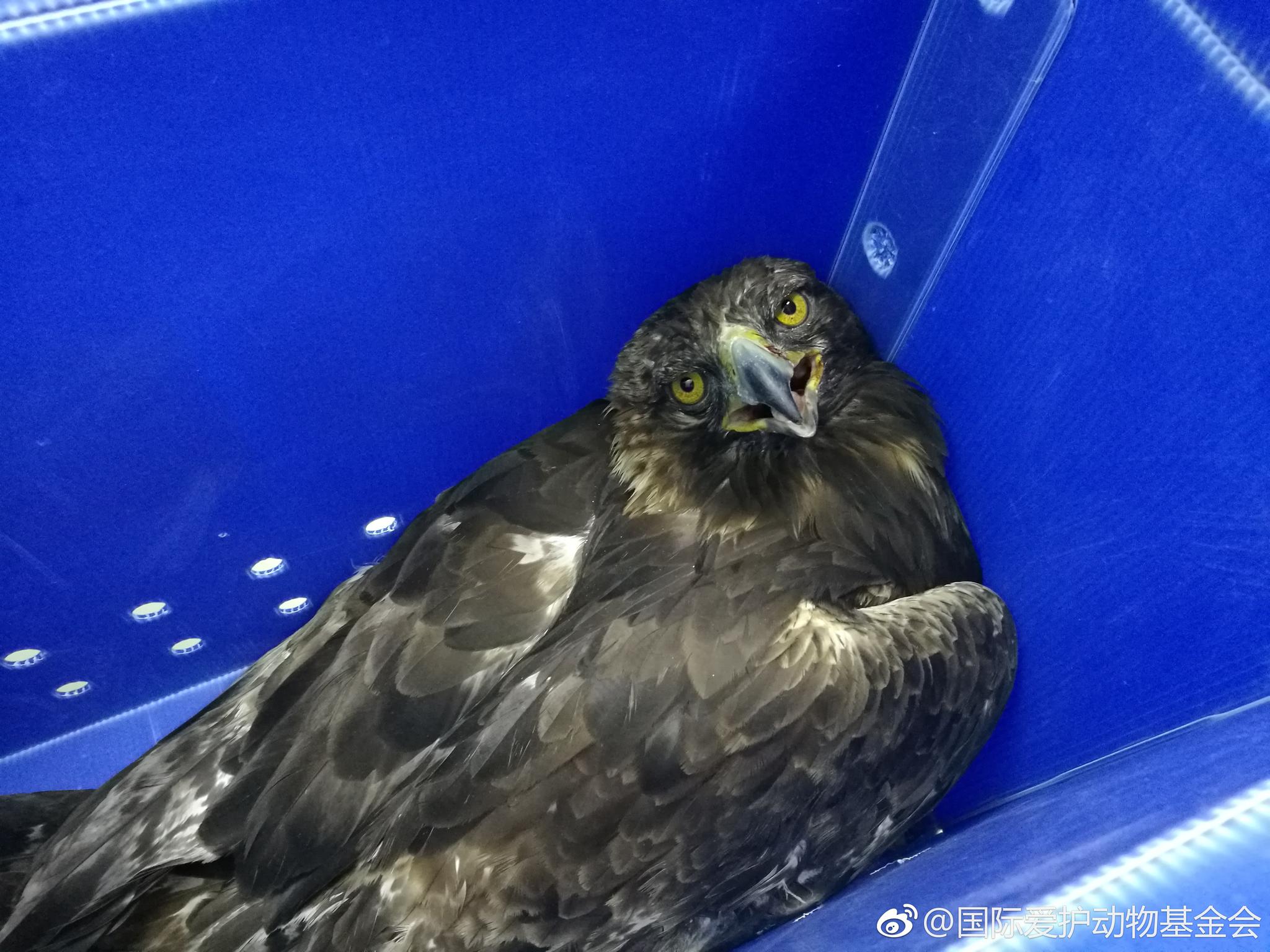 刚刚接回来的金雕,图1是救助人发来的