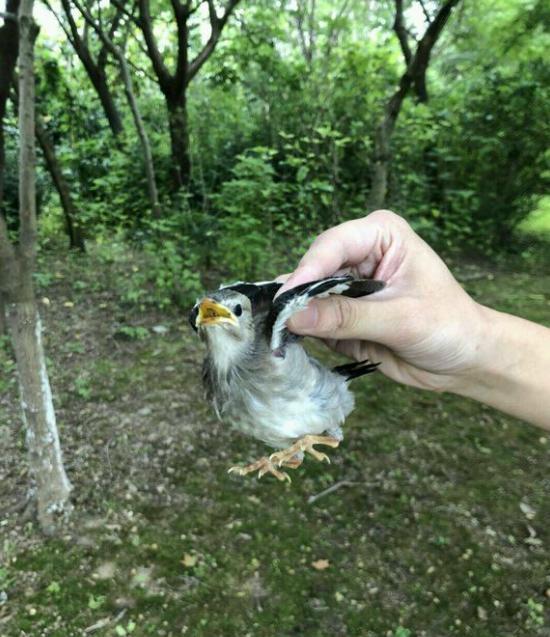 男子在公园抓个鸟不认识想问问大家,网友:这鸟叫五年以下鸟!