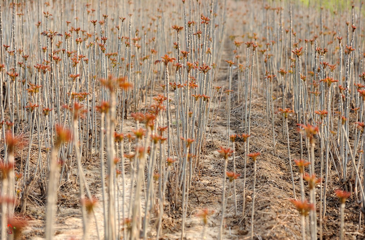 这里的头茬大地香椿即将采摘,你最喜欢哪种吃法?