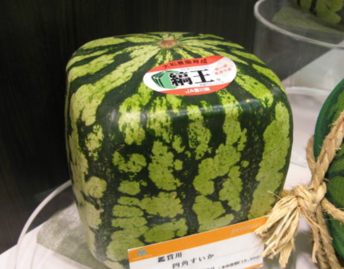 日本产出世界最贵的西瓜,二百元一斤,一千元一颗却不能吃