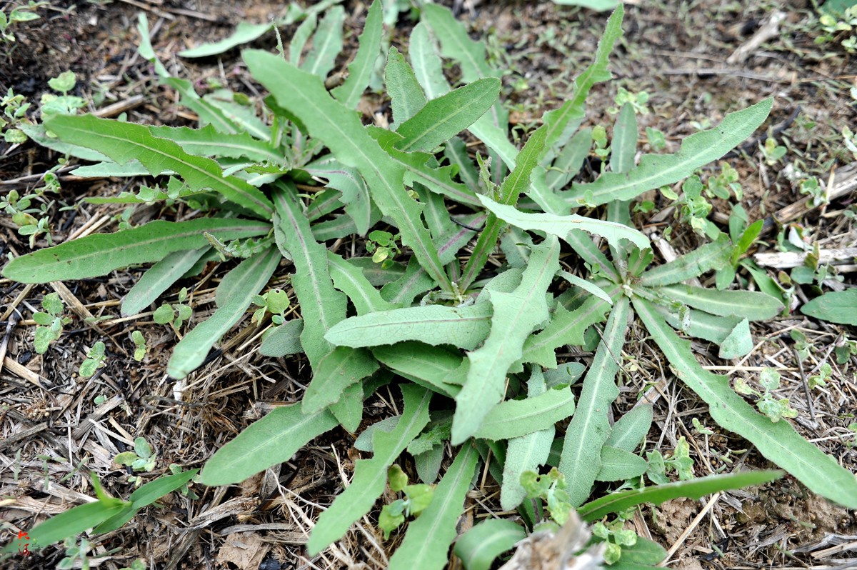 农村这种草随处可见,虽名字有点苦,但有人进村收3元一斤|苦菜|苦苣
