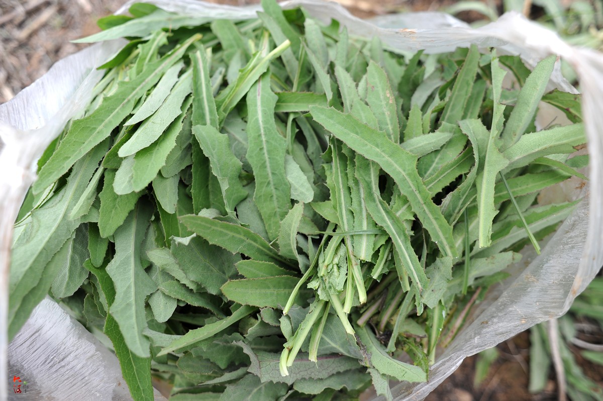 农村这种草随处可见虽名字有点苦但有人进村收3元一斤