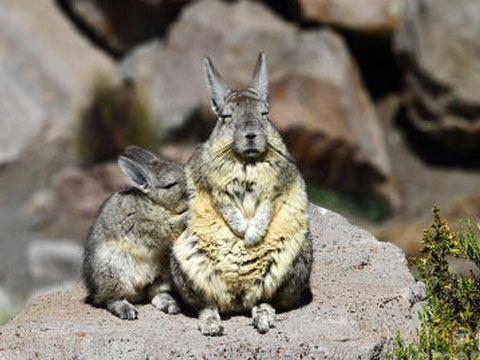 像龙猫的鼠兔,就好像永远睡不醒一样,呆呆的好可爱!!|龙猫|鼠兔|可爱_