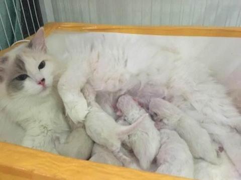 生了崽的猫妈妈性情大变|小猫|猫|母猫_新浪新闻