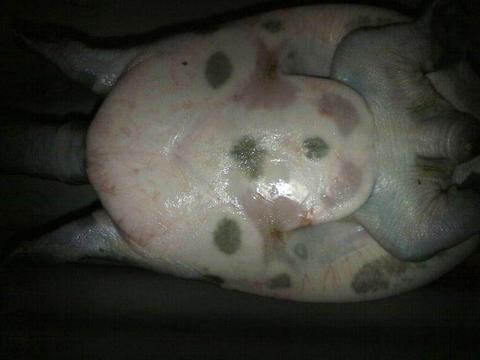 重庆钓鱼人很痴迷这种鱼,体侧布满黑斑俗称"花骨鱼"