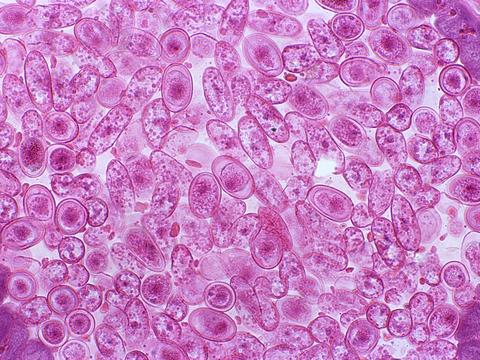 动物是如何从单细胞,变幻出30多种不同的形态?