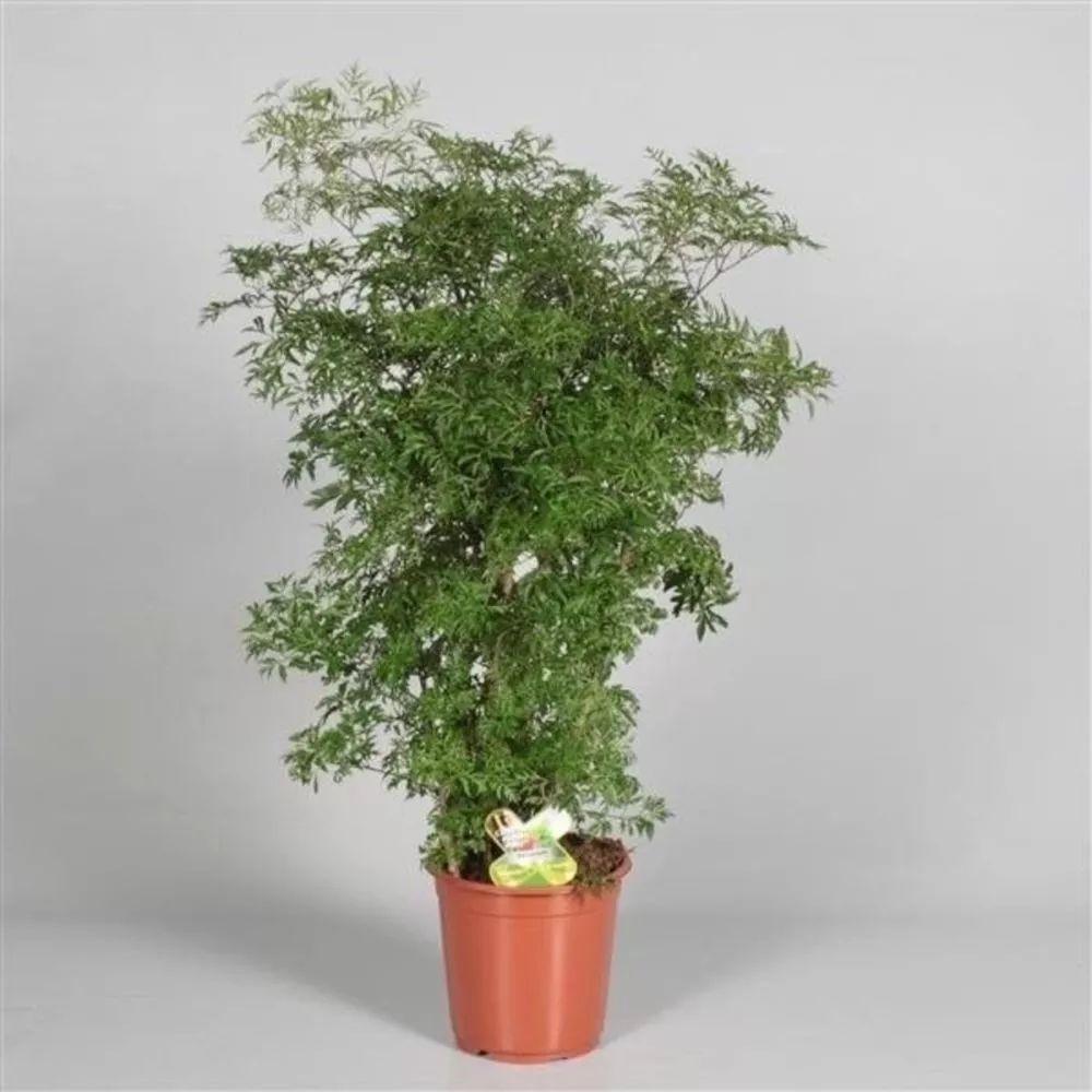 特别适合摆放在客厅的福禄桐原来还有不同类型的叶子