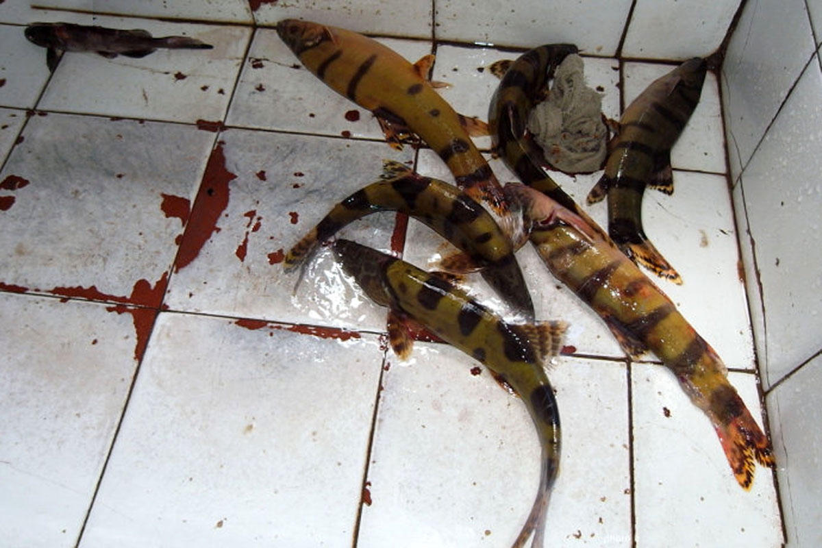 这是什么鱼,叫什么名字,多少钱一斤