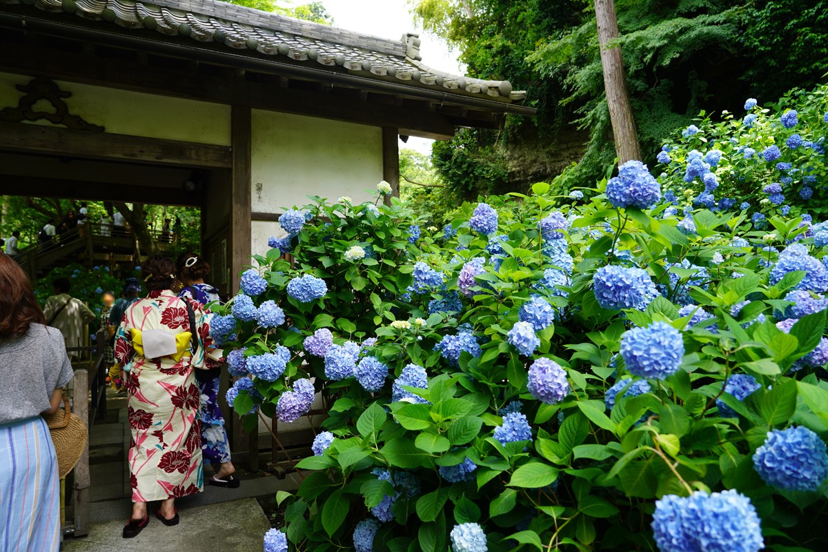 七月日本赏绣球花去镰仓还可以坐江之电车赏海景