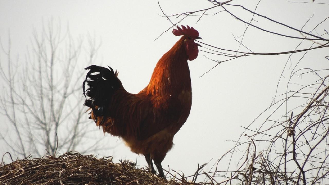 为什么清晨公鸡打鸣,全村人都能听到?看完解开多年疑惑