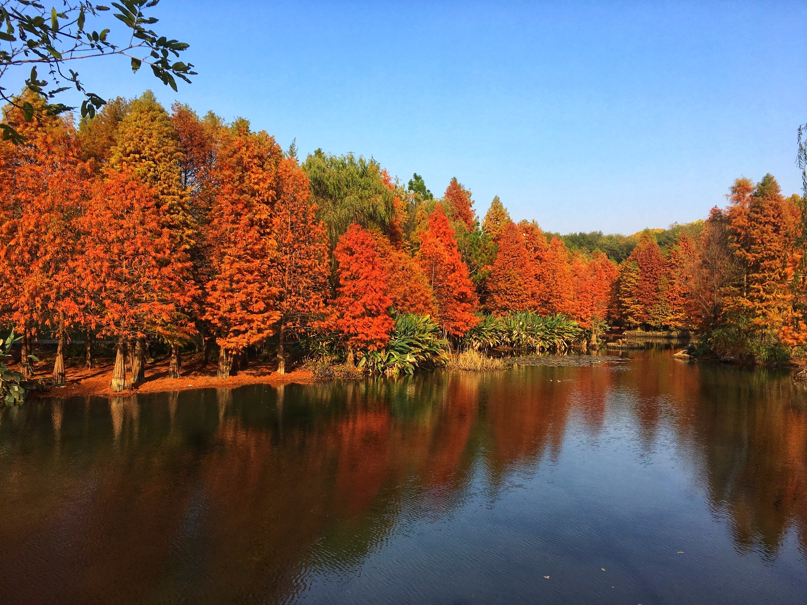 燕雀湖旁杉林垂影，时不时有几只水禽从湖面穿过，水杉橙红|雀湖|杉林|水杉_新浪新闻