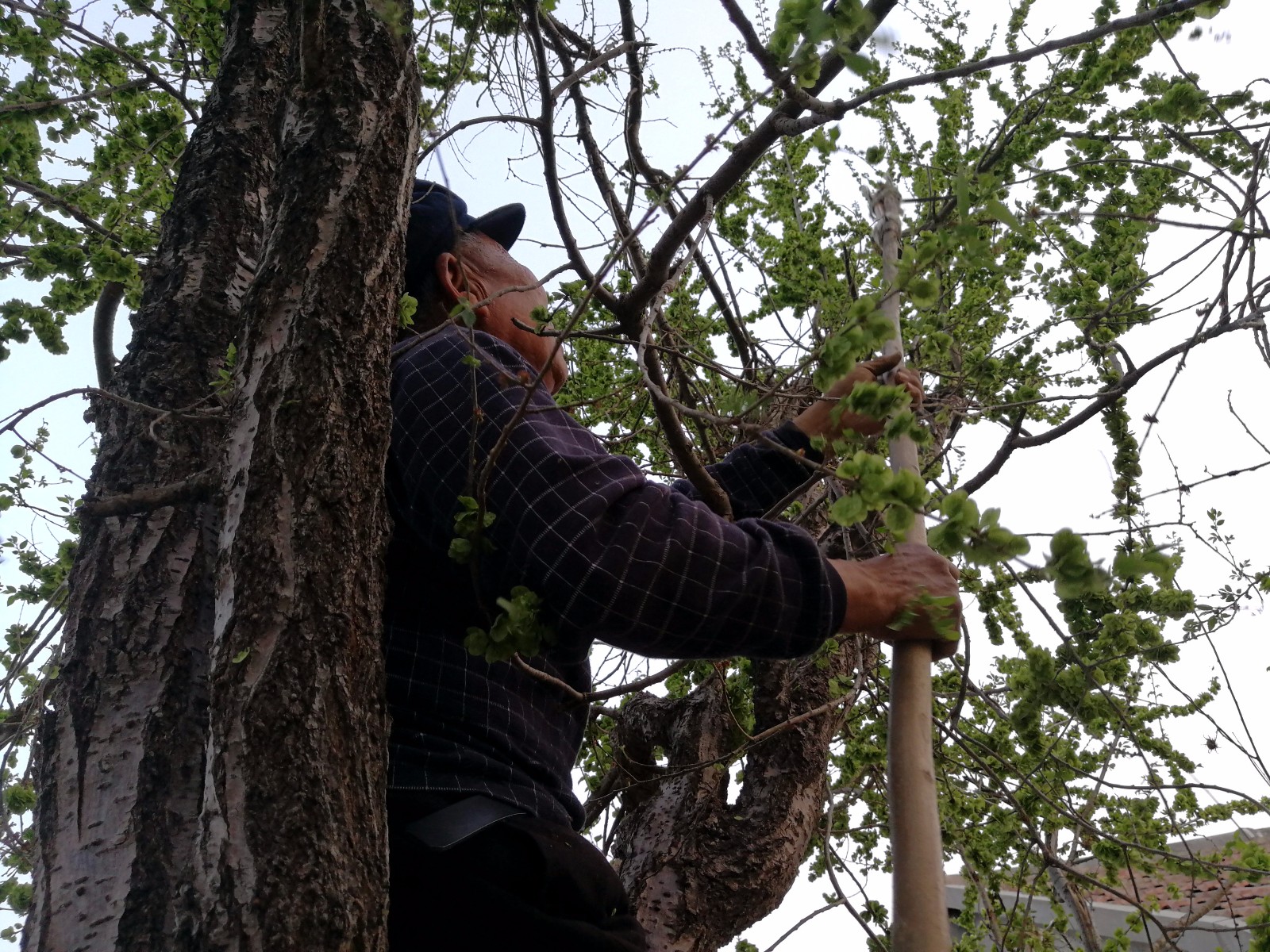 如今春风又一年吹熟了我家后面池塘边榆树上的榆钱,每年这个时候,爷爷
