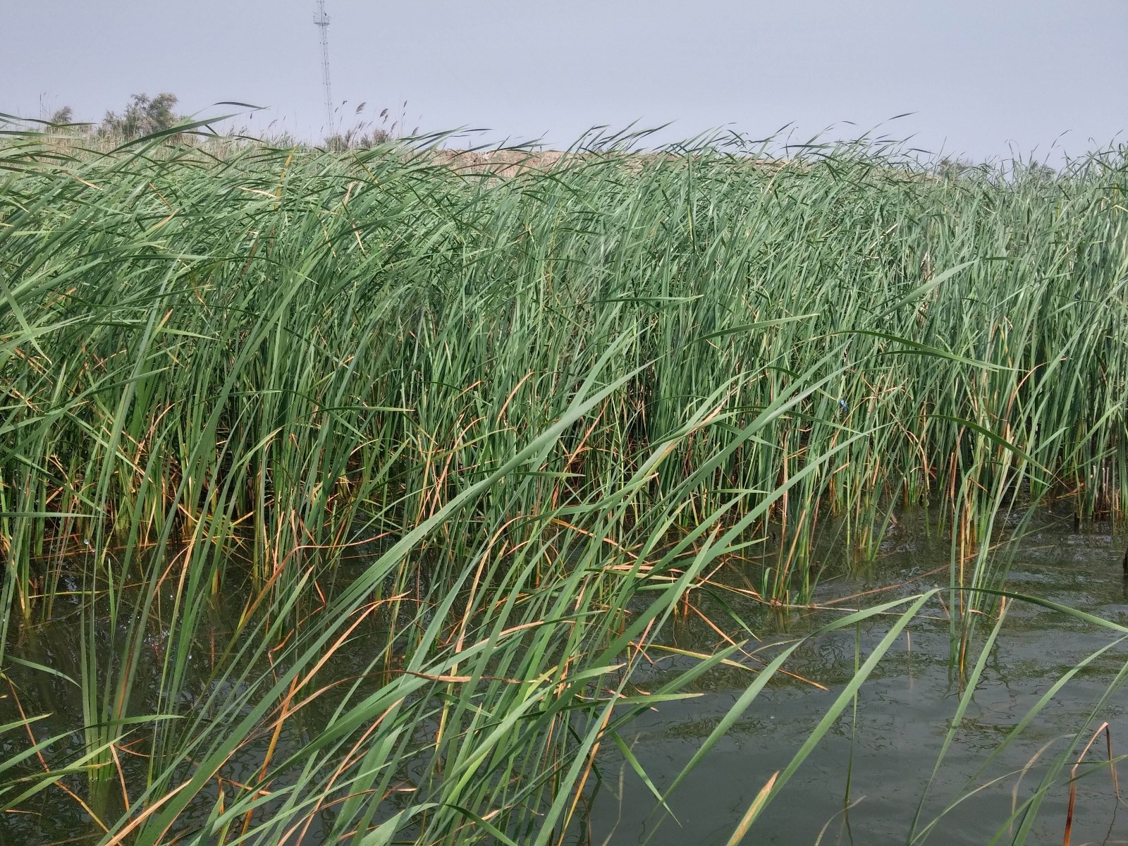 灌溉沟渠旁,河堤沼泽地,它的根状茎十分发达旺盛,芦苇杆含有纤维素