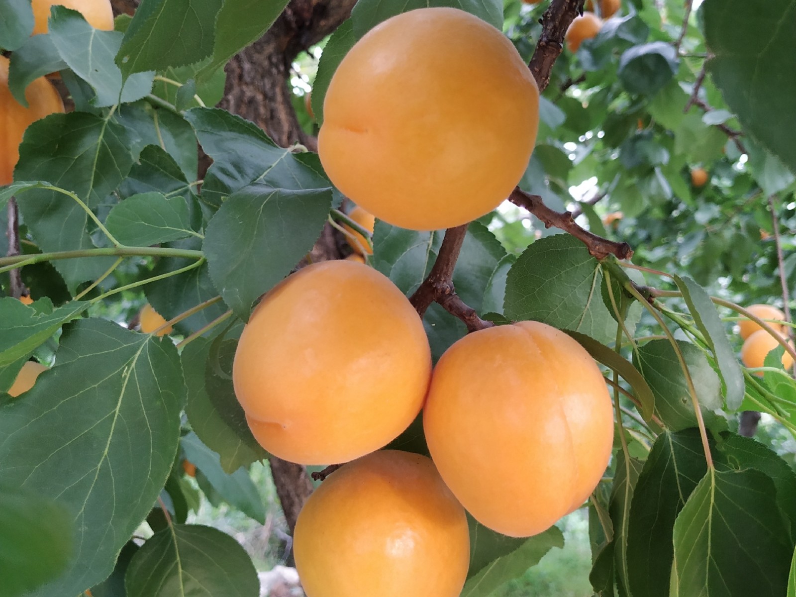 今年产量高价格好的沂蒙山大黄杏,农村大爷却说来年可不这么干了