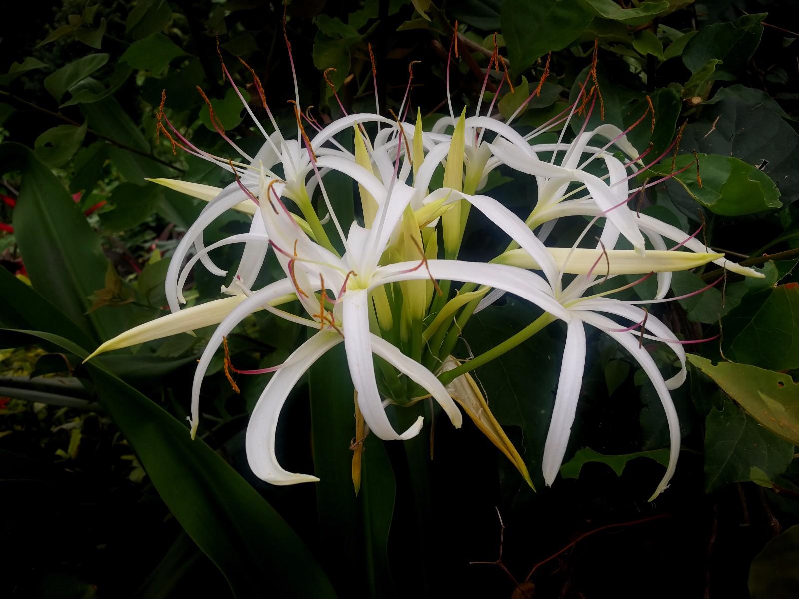 佛教名花图片大全图片